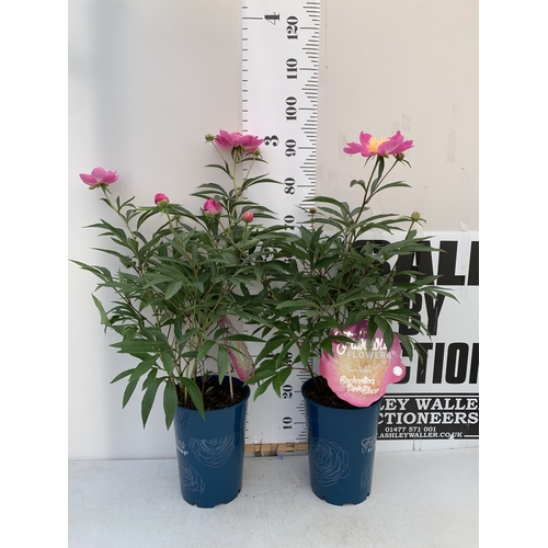 168 - TWO LARGE PAEONIA PEONY LACTIFLORA FABULOUS FLOWERS -TWO 'ENCHANTING PINK ELSA'. IN BUD, IN 7 LTR PO... 