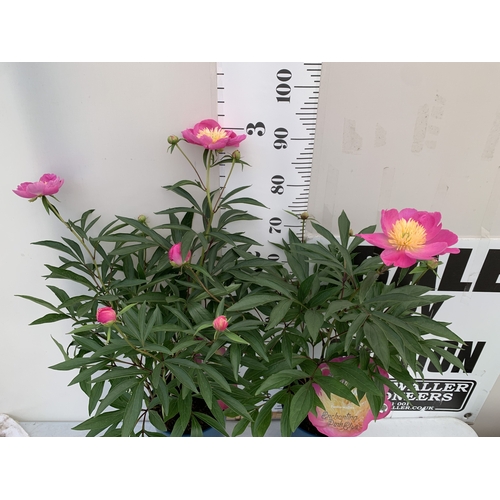 168 - TWO LARGE PAEONIA PEONY LACTIFLORA FABULOUS FLOWERS -TWO 'ENCHANTING PINK ELSA'. IN BUD, IN 7 LTR PO... 