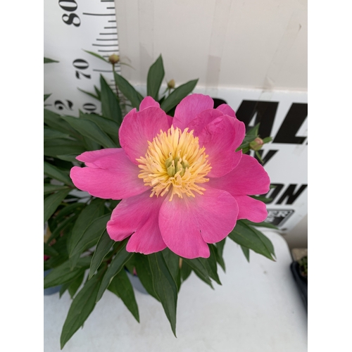 168 - TWO LARGE PAEONIA PEONY LACTIFLORA FABULOUS FLOWERS -TWO 'ENCHANTING PINK ELSA'. IN BUD, IN 7 LTR PO... 