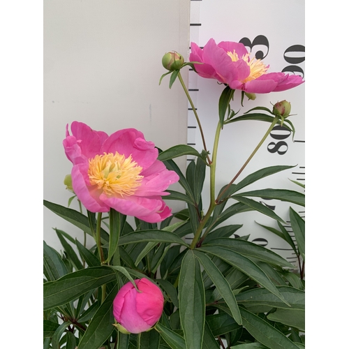 168 - TWO LARGE PAEONIA PEONY LACTIFLORA FABULOUS FLOWERS -TWO 'ENCHANTING PINK ELSA'. IN BUD, IN 7 LTR PO... 
