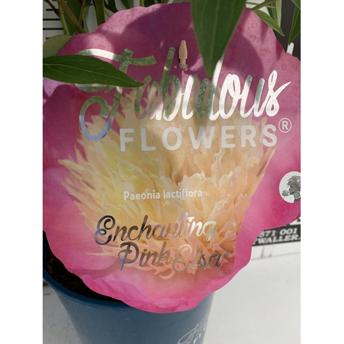 168 - TWO LARGE PAEONIA PEONY LACTIFLORA FABULOUS FLOWERS -TWO 'ENCHANTING PINK ELSA'. IN BUD, IN 7 LTR PO... 