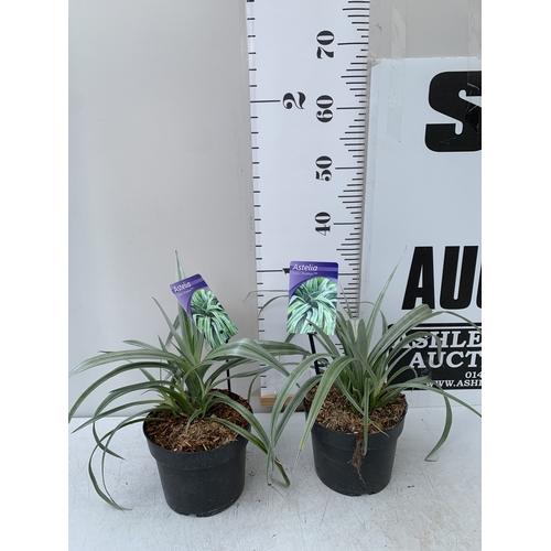 172 - TWO ASTELIA 'SILVER SHADOW' IN 2 LTR POTS. APPROX 30CM TALL, TO BE SOLD FOR THE TWO