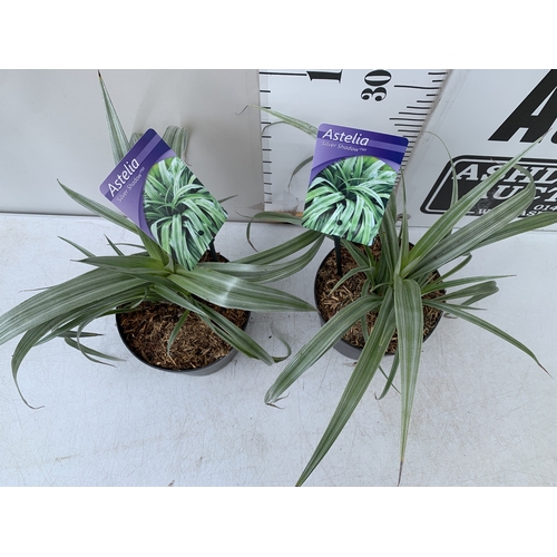 172 - TWO ASTELIA 'SILVER SHADOW' IN 2 LTR POTS. APPROX 30CM TALL, TO BE SOLD FOR THE TWO