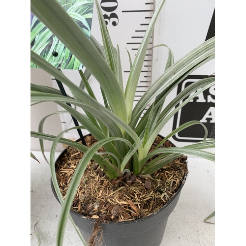 172 - TWO ASTELIA 'SILVER SHADOW' IN 2 LTR POTS. APPROX 30CM TALL, TO BE SOLD FOR THE TWO