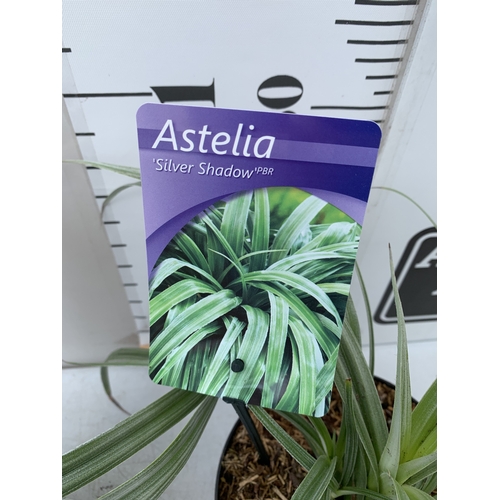 172 - TWO ASTELIA 'SILVER SHADOW' IN 2 LTR POTS. APPROX 30CM TALL, TO BE SOLD FOR THE TWO