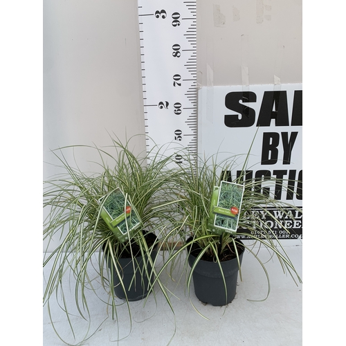 178 - TWO ORNAMENTAL GRASSES - CAREX 'MOON FALLS' .APPROX 50CM TALL, IN 3 LTR POTS. TO BE SOLD FOR THE TWO