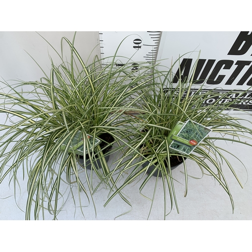 178 - TWO ORNAMENTAL GRASSES - CAREX 'MOON FALLS' .APPROX 50CM TALL, IN 3 LTR POTS. TO BE SOLD FOR THE TWO