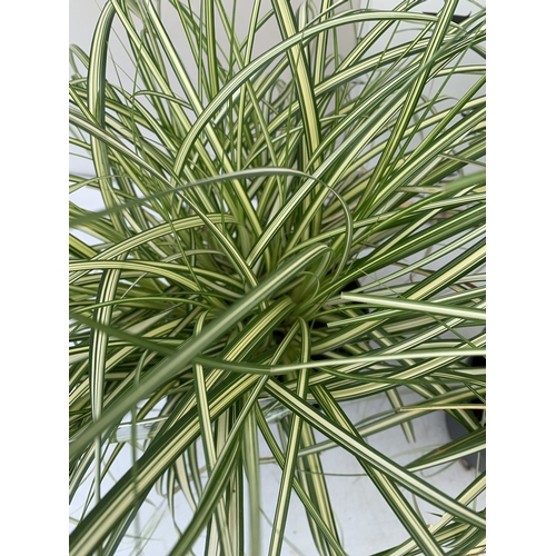 178 - TWO ORNAMENTAL GRASSES - CAREX 'MOON FALLS' .APPROX 50CM TALL, IN 3 LTR POTS. TO BE SOLD FOR THE TWO