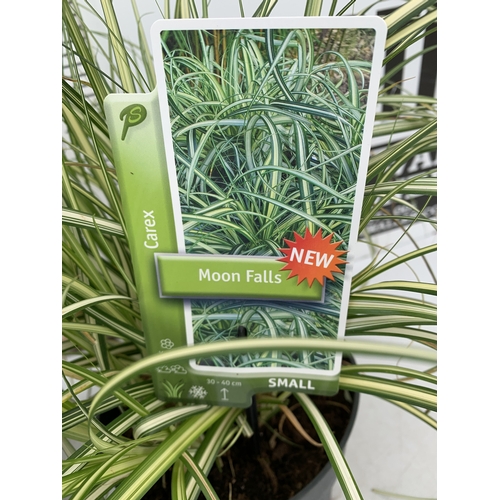 178 - TWO ORNAMENTAL GRASSES - CAREX 'MOON FALLS' .APPROX 50CM TALL, IN 3 LTR POTS. TO BE SOLD FOR THE TWO