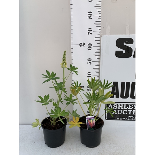 Lot 25        