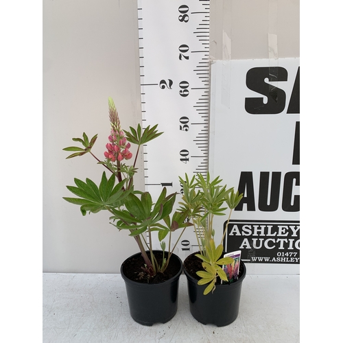 Lot 26        