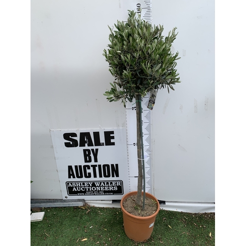 Lot 29        
