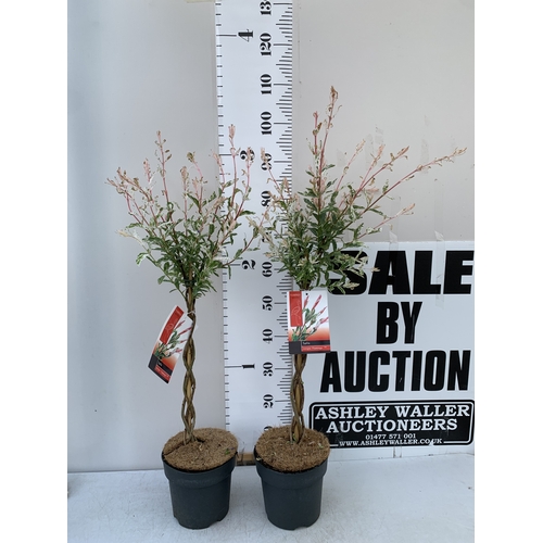 Lot 31        