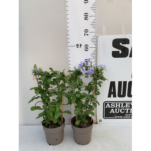 Lot 32        