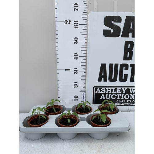 Lot 35        