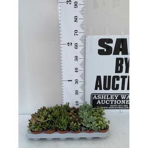 Lot 4         