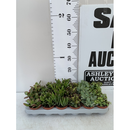 Lot 50        