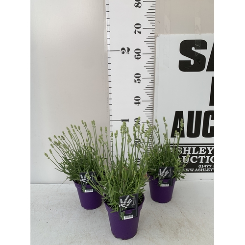 Lot 53        