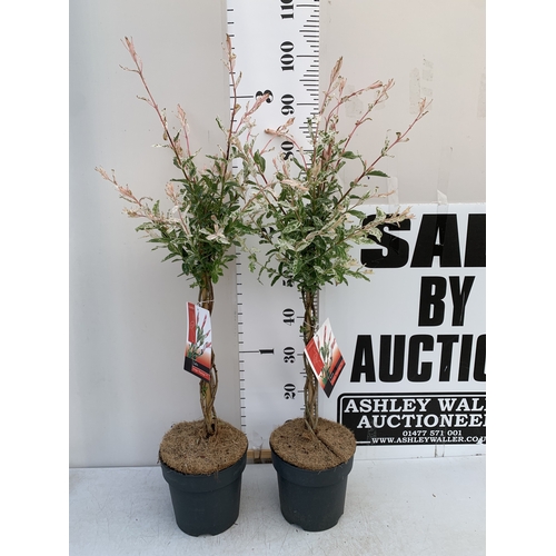 Lot 55        
