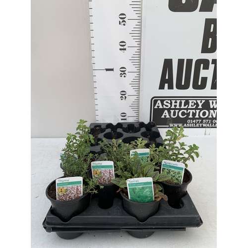Lot 56        