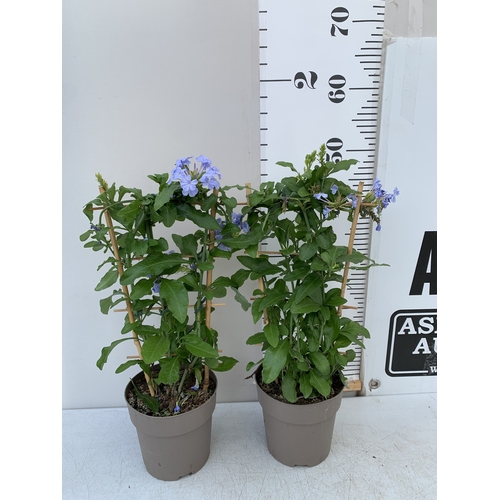 Lot 57        