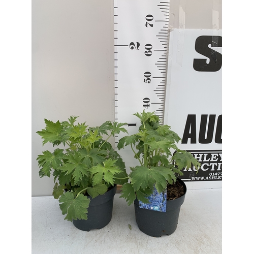 Lot 7         