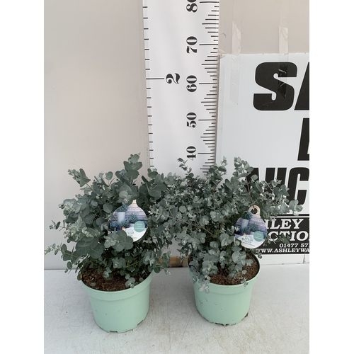 Lot 8         