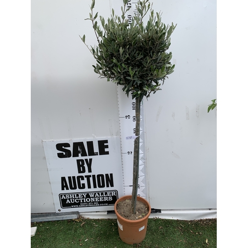 Lot 9         