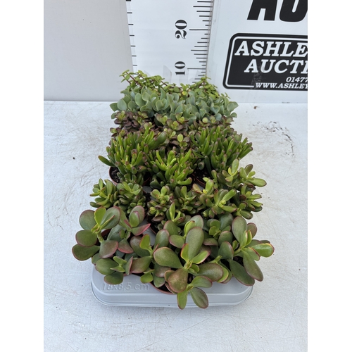 Lot 13        