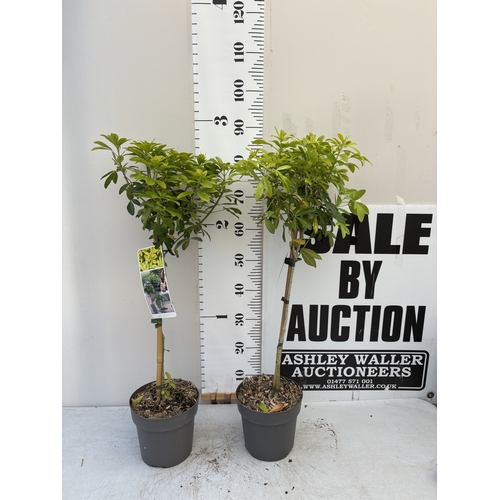 Lot 14        