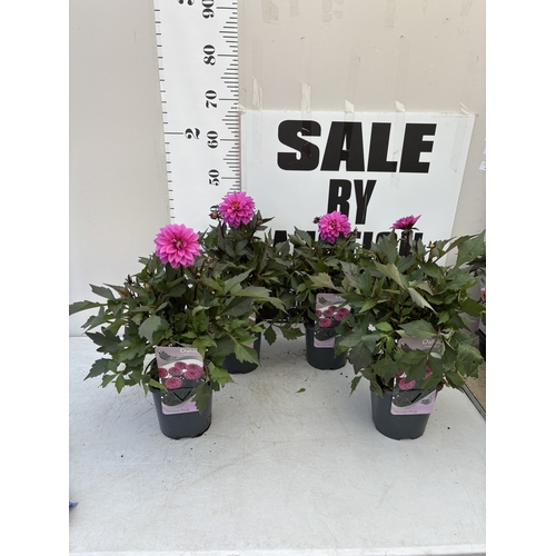 Lot 15        