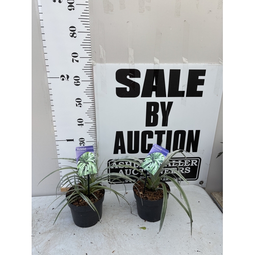 Lot 16        