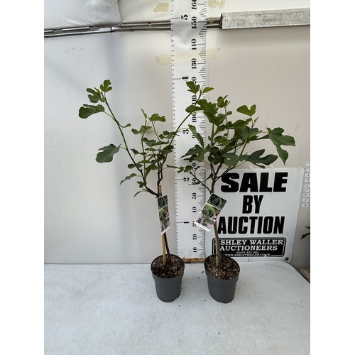 Lot 2         