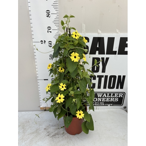Lot 20        