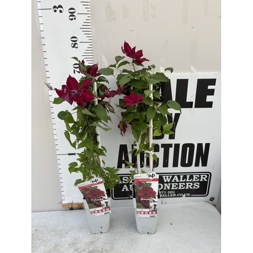 Lot 21        