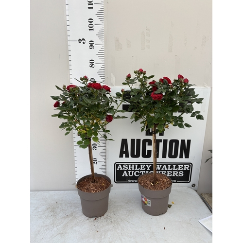 Lot 22        