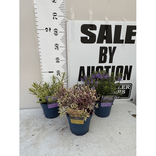 Lot 23        