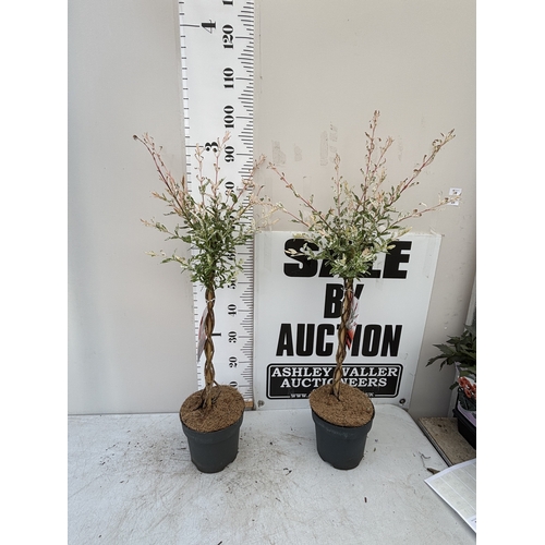 Lot 24        