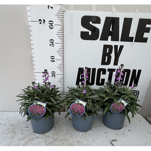Lot 25        