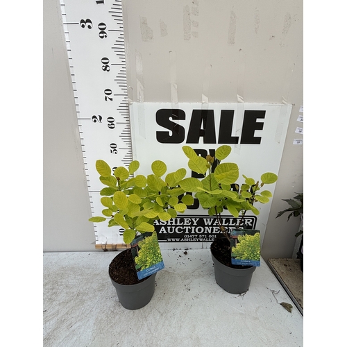 Lot 26        
