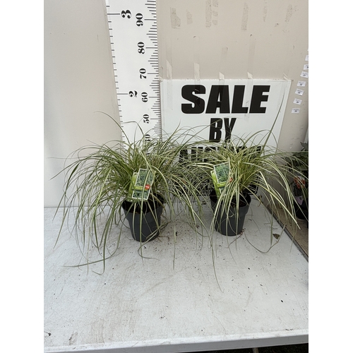 Lot 28        