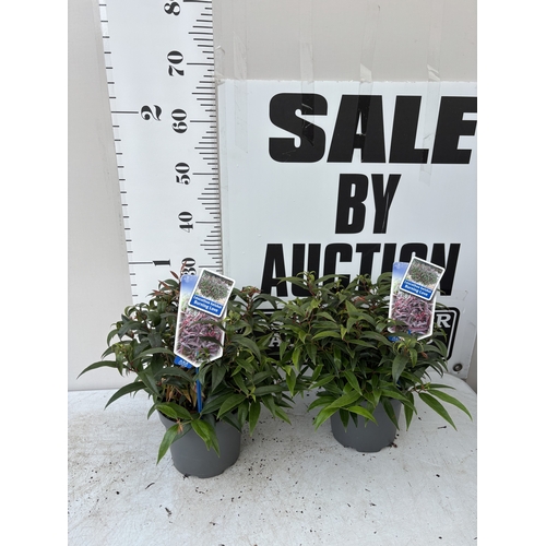 Lot 29        