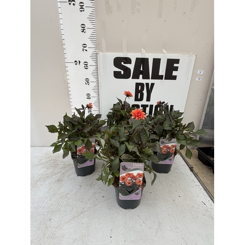 Lot 34        