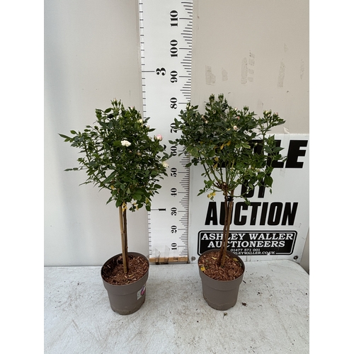 Lot 35        