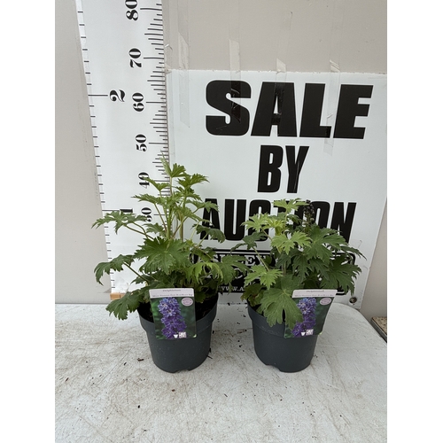 Lot 38        