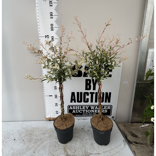 Lot 45        