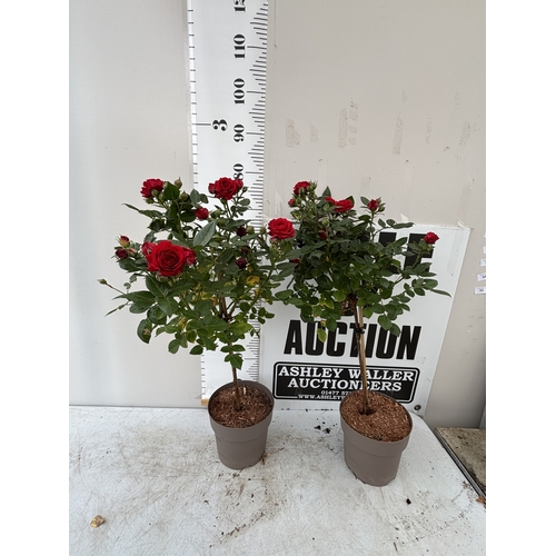 Lot 48        