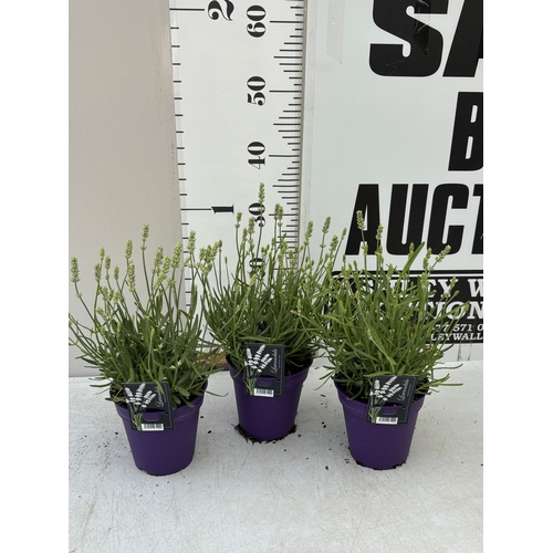 Lot 5         
