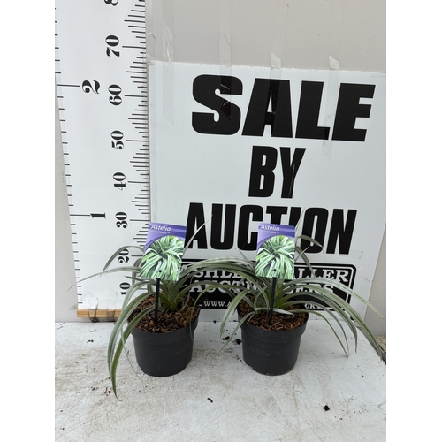 Lot 50        