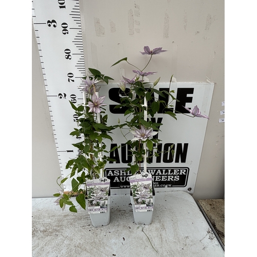 Lot 53        